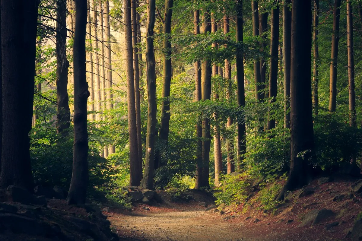 The Quiet Woods